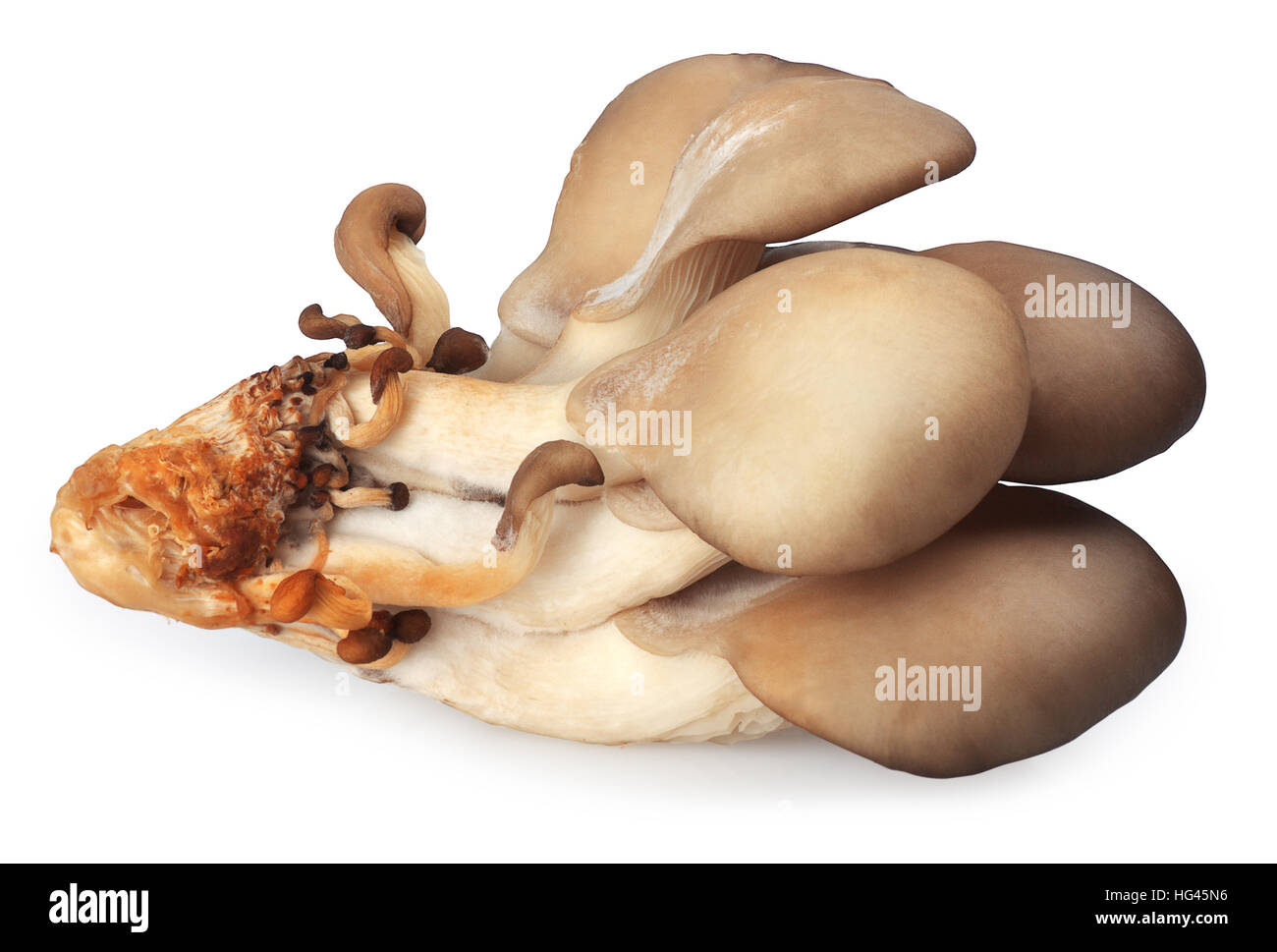ein kleines Bund frische Austernpilze isoliert auf weißem Hintergrund-Seitenansicht Stockfoto
