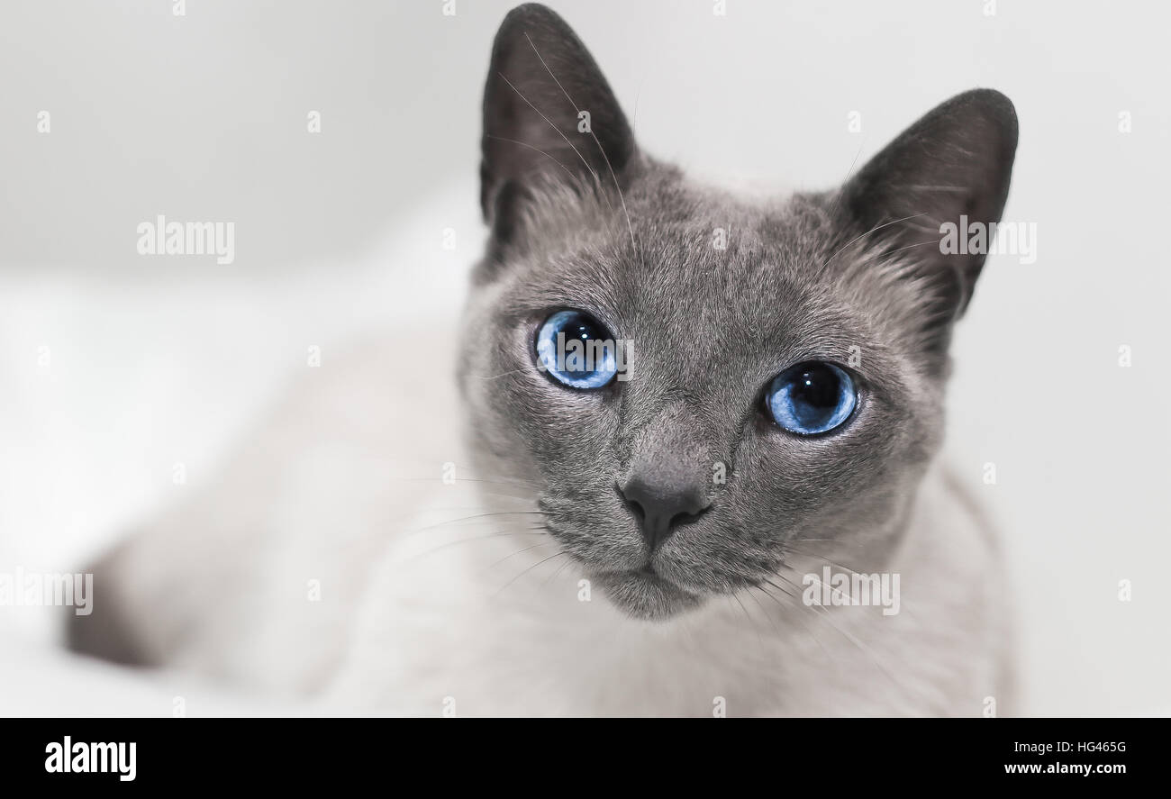 ein blaues Auge Katze siamesische ruht auf Bett Stockfoto