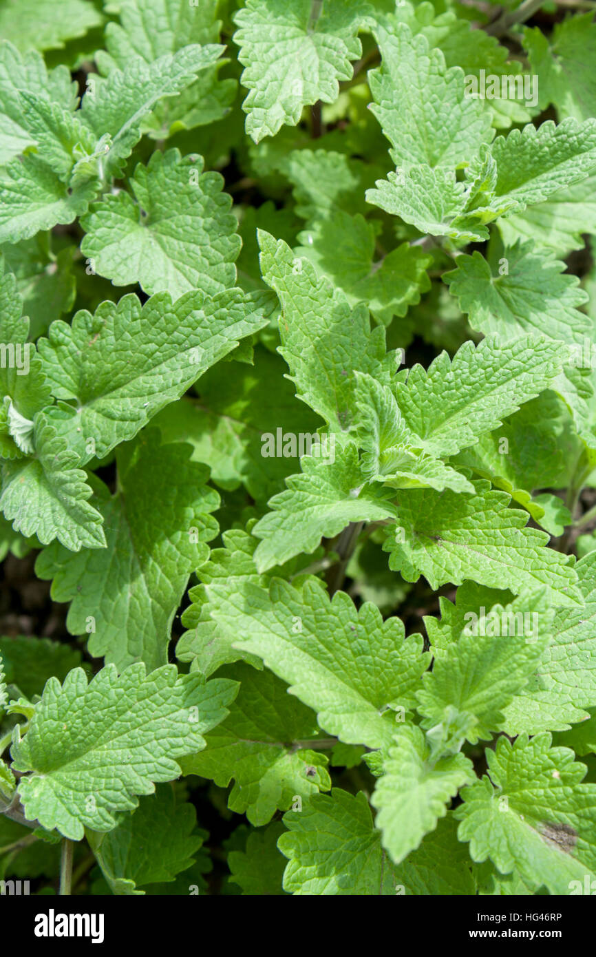 Frische grüne Hintergrund mit Melissa Pflanze, Zitronenmelisse, Melissa Officinalis, Heilpflanze und Gewürz Stockfoto