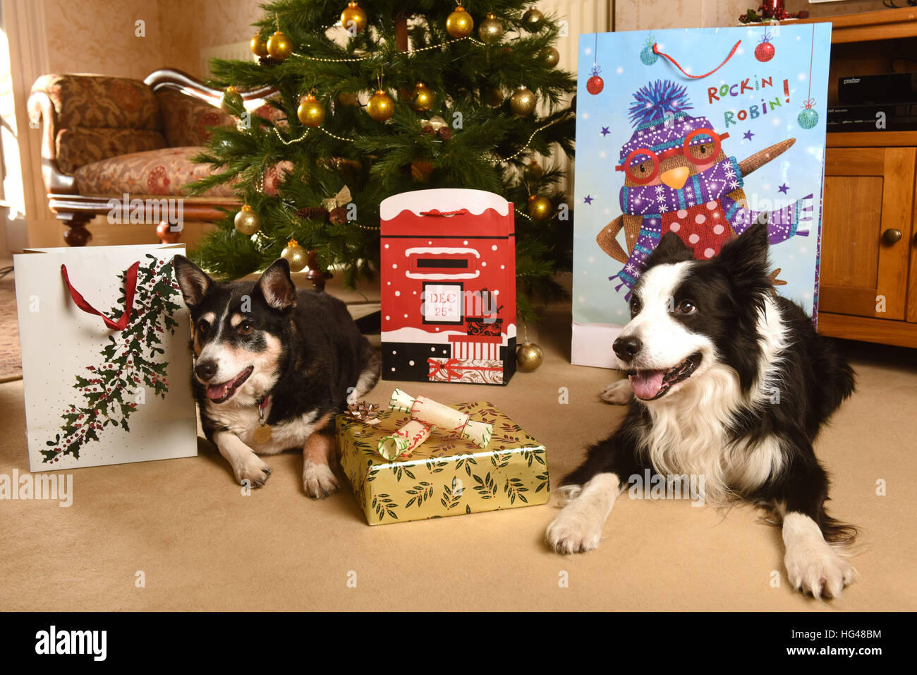 Haustier Hunde Bewachung Weihnachtsgeschenke unter dem Weihnachtsbaum Stockfoto