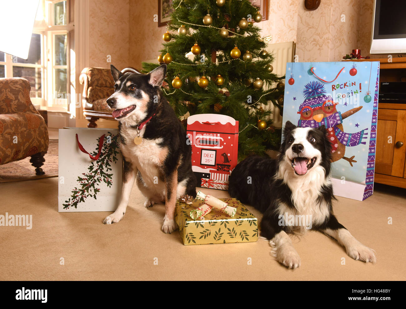 Haustier Hunde Bewachung Weihnachtsgeschenke unter dem Weihnachtsbaum Stockfoto