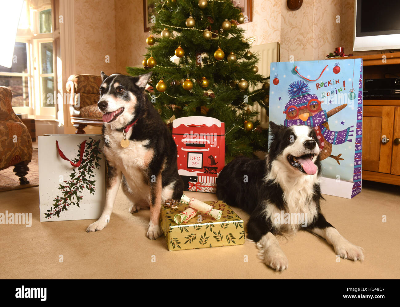 Haustier Hunde Bewachung Weihnachtsgeschenke unter dem Weihnachtsbaum Stockfoto