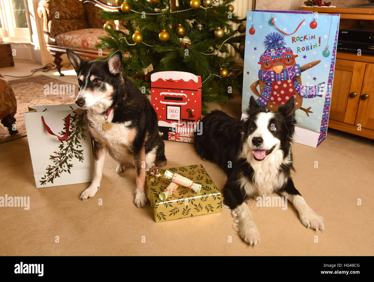 Haustier Hunde Bewachung Weihnachtsgeschenke unter dem Weihnachtsbaum Stockfoto