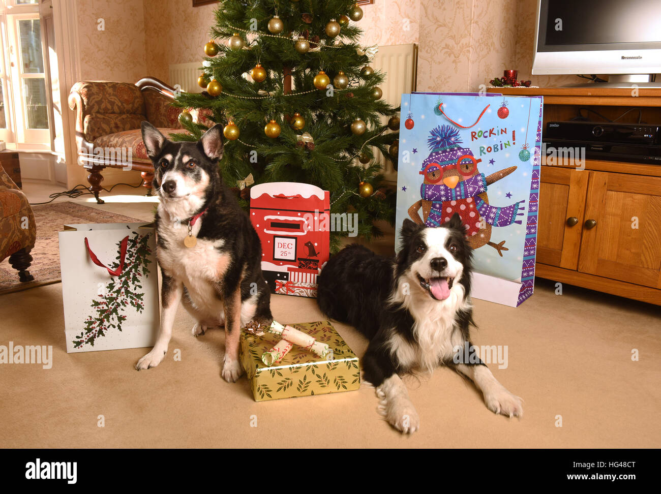Haustier Hunde Bewachung Weihnachtsgeschenke unter dem Weihnachtsbaum Stockfoto
