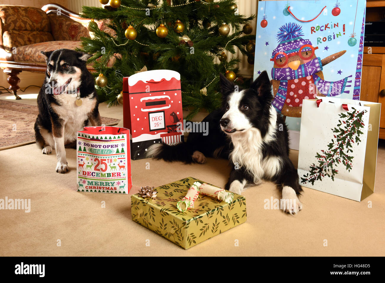 Haustier Hunde Bewachung Weihnachtsgeschenke unter dem Weihnachtsbaum Stockfoto