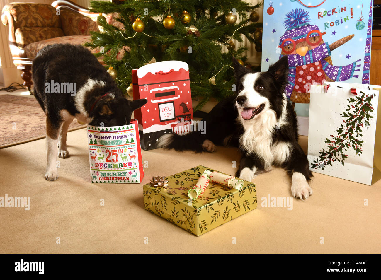 Haustier Hunde Bewachung Weihnachtsgeschenke unter dem Weihnachtsbaum Stockfoto
