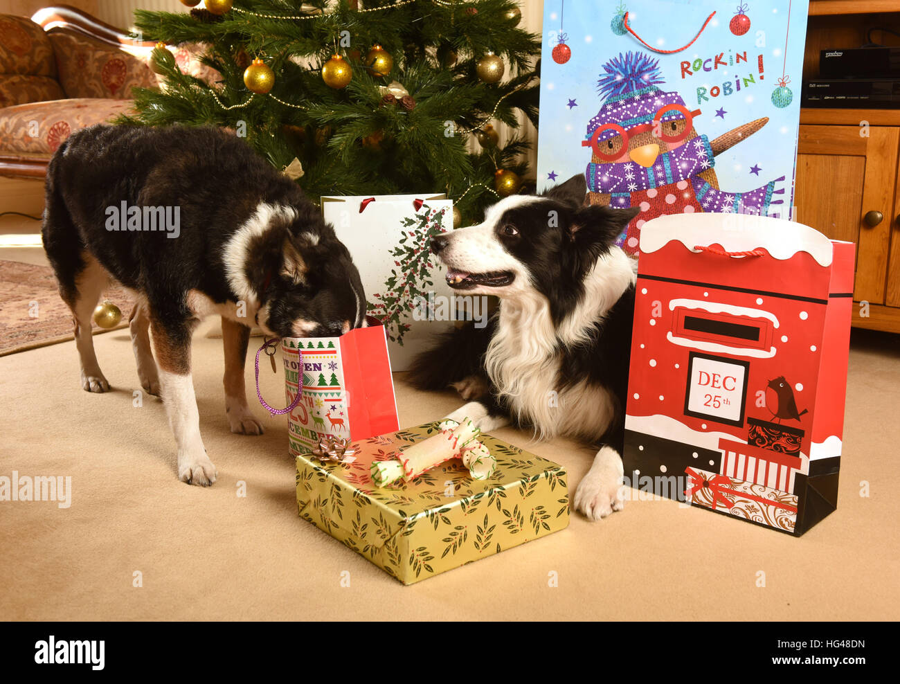 Haustier Hunde Bewachung Weihnachtsgeschenke unter dem Weihnachtsbaum Stockfoto