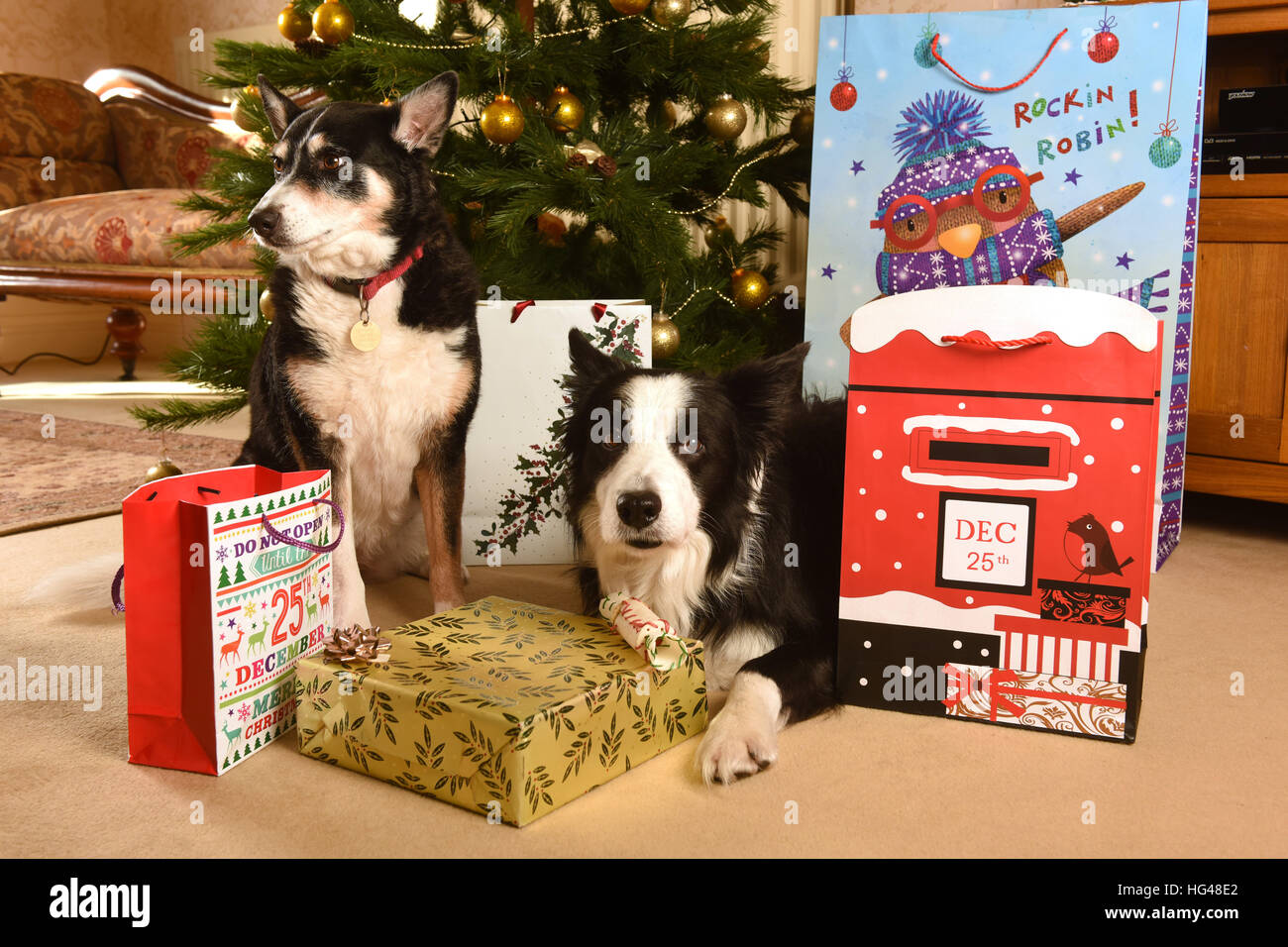 Haustier Hunde Bewachung Weihnachtsgeschenke unter dem Weihnachtsbaum Stockfoto