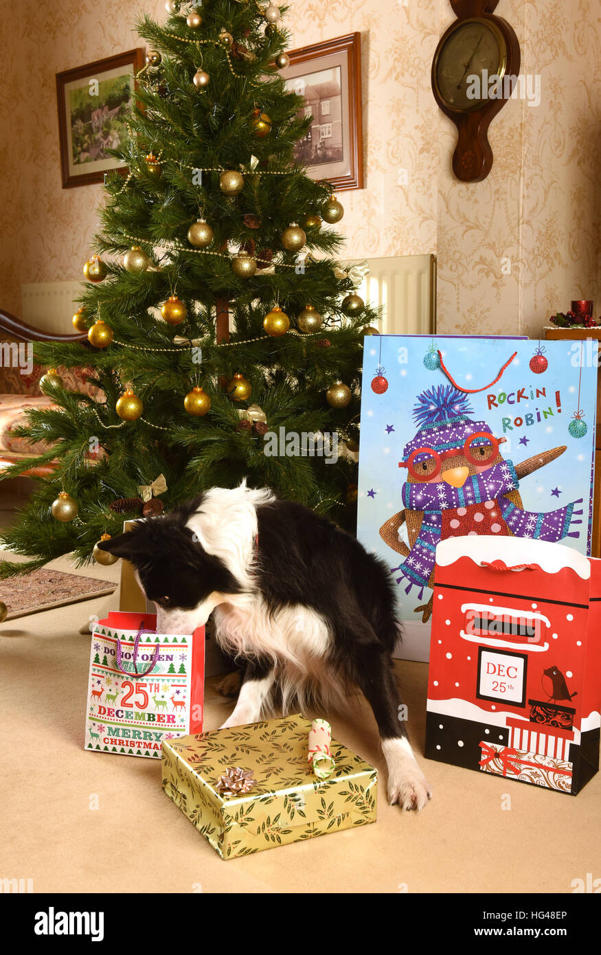 Haustier Hunde Bewachung Weihnachtsgeschenke unter dem Weihnachtsbaum Stockfoto
