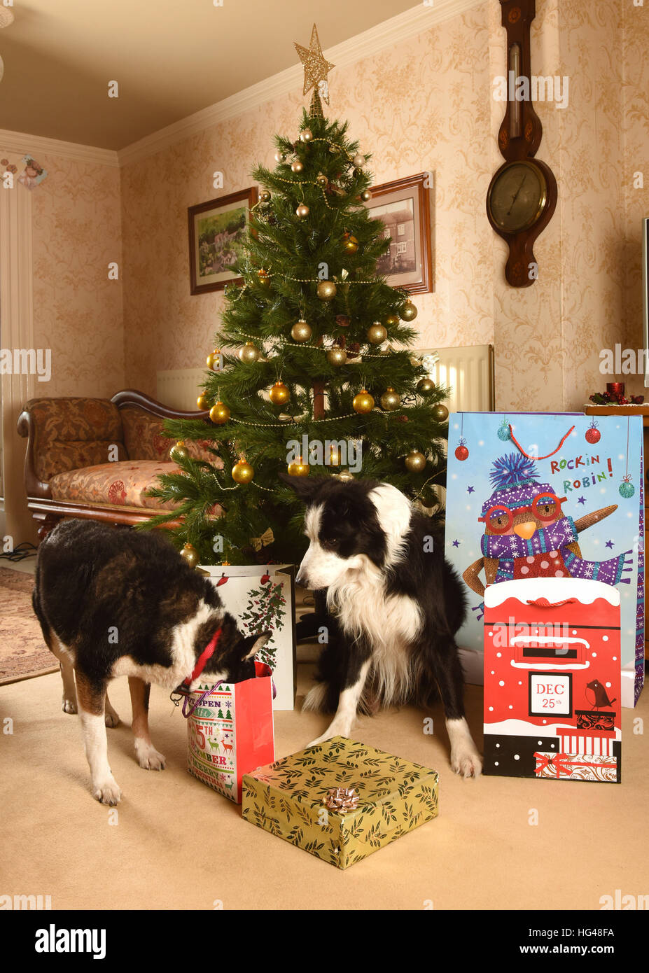 Haustier Hunde Bewachung Weihnachtsgeschenke unter dem Weihnachtsbaum Stockfoto