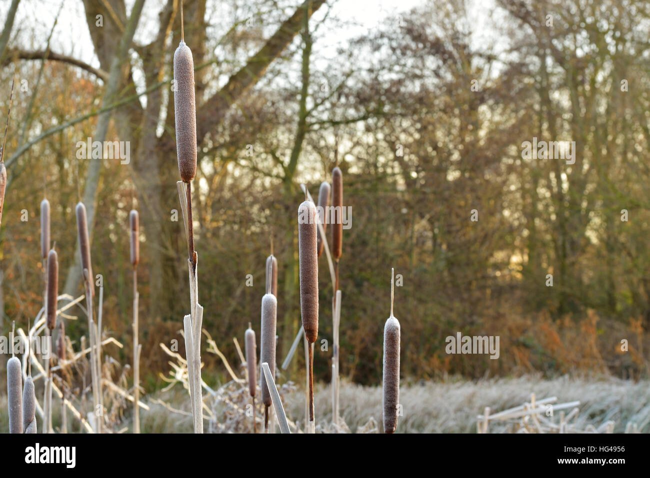 Kleinen Reed Mace, Narrowleaf Rohrkolben. Stockfoto