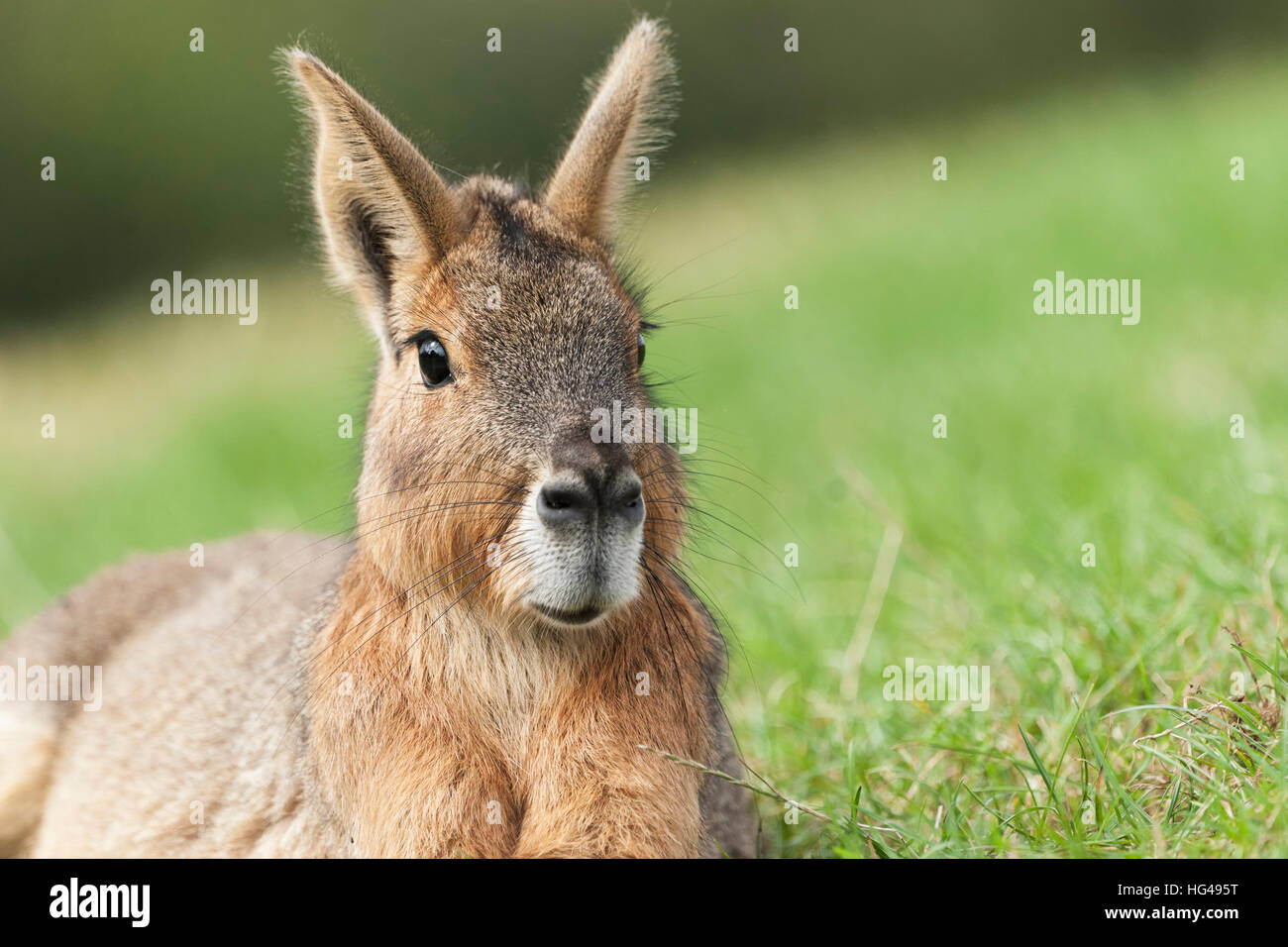 Mara sind ein großer Verwandter von der Meerschweinchen Stockfoto