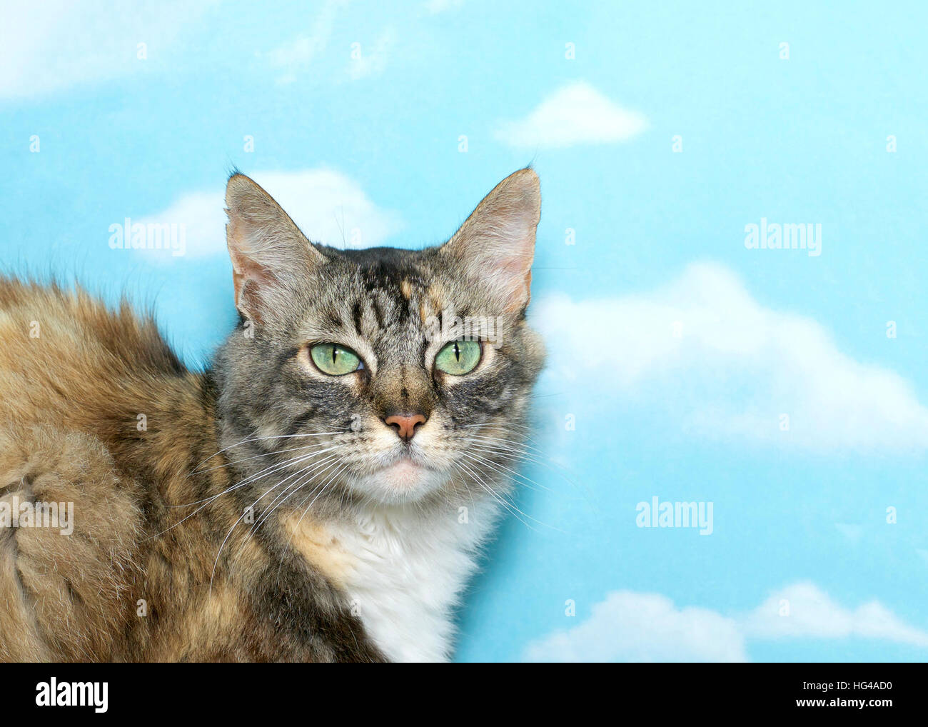 Porträt von grau schwarz braune und weiße langhaarige Tabby Katze kauerte, Viewer, Hintergrund blauer Himmel mit weißen Wolken zu betrachten. Textfreiraum Stockfoto