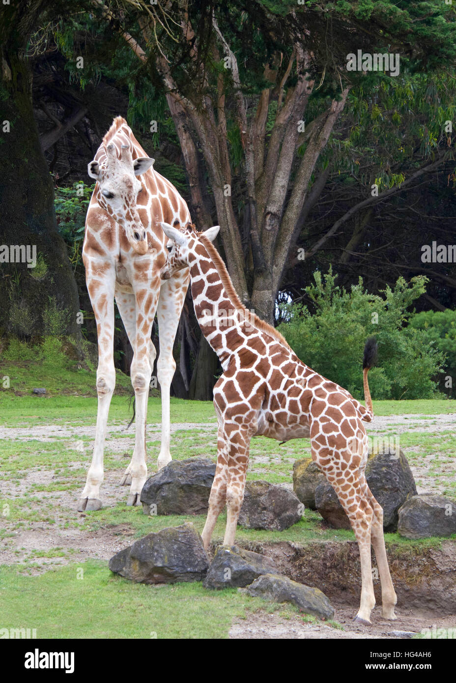 Mutter Giraffe steht vor r grünen Rasen Felsen und Bäume im Hintergrund, vertikale im Hochformat Stockfoto