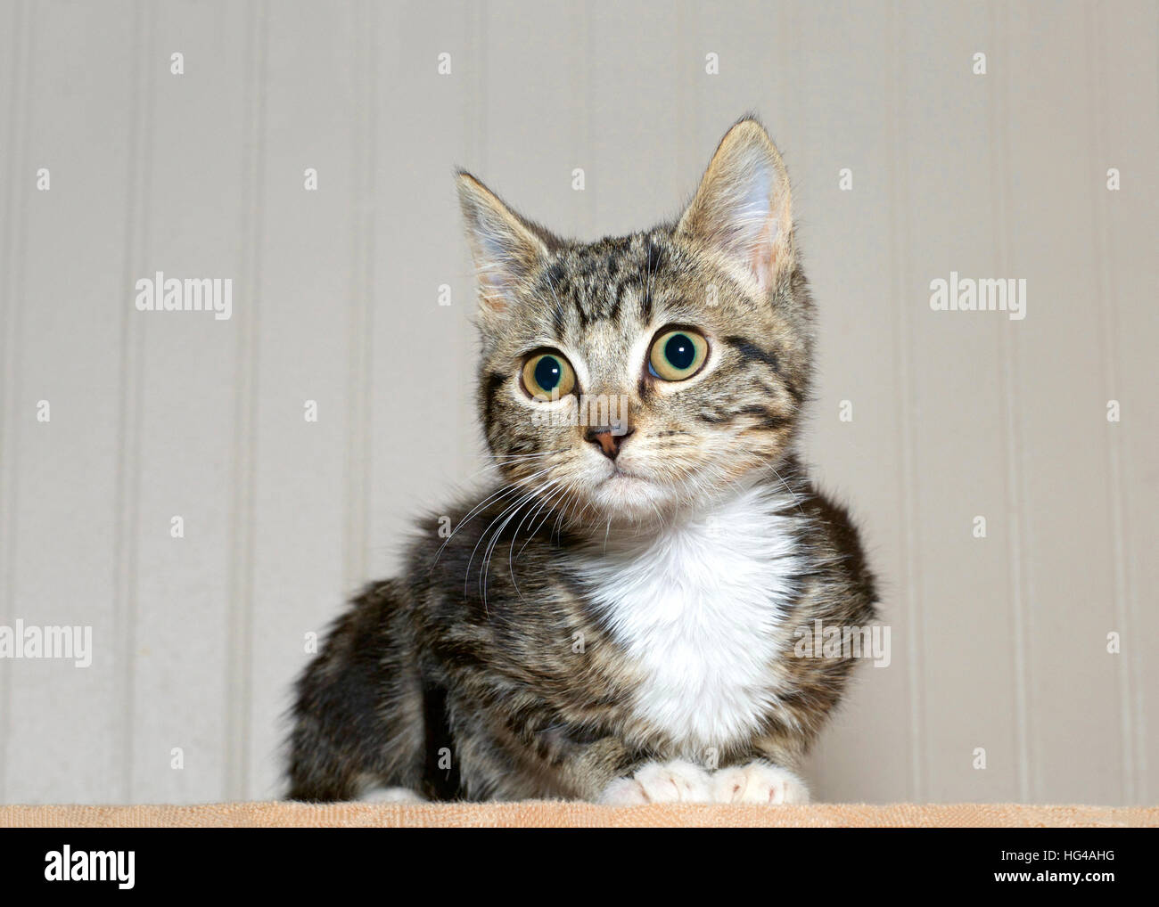 grau und schwarz gestreifte Tabby Kitten mit weißer Brust und Pfoten kauerte ich auf Zuschauer links, neugierig, überrascht Blick in Augen. Stockfoto