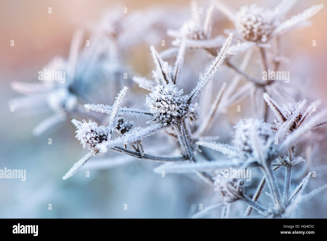 Eryngium - Meer Holly Blütenköpfchen in Frost bedeckt Stockfoto