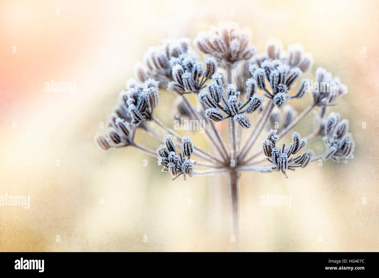 Queen Anne es Lace Flower/Saatgut Kopf bedeckt in einem zarten frost Stockfoto