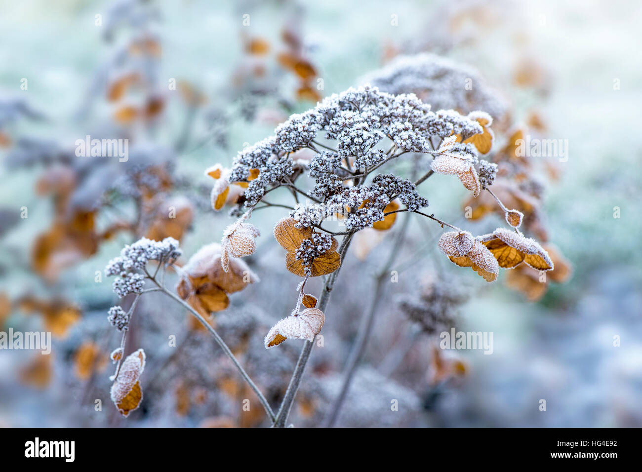 Hortensie Blüte/Samenköpfe bedeckt in frost Stockfoto