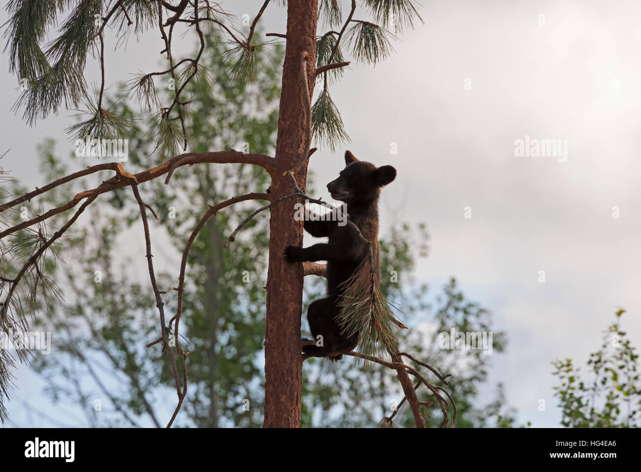 Black Bear Cub, Ursus Americanus, einen Kletterbaum Stockfoto