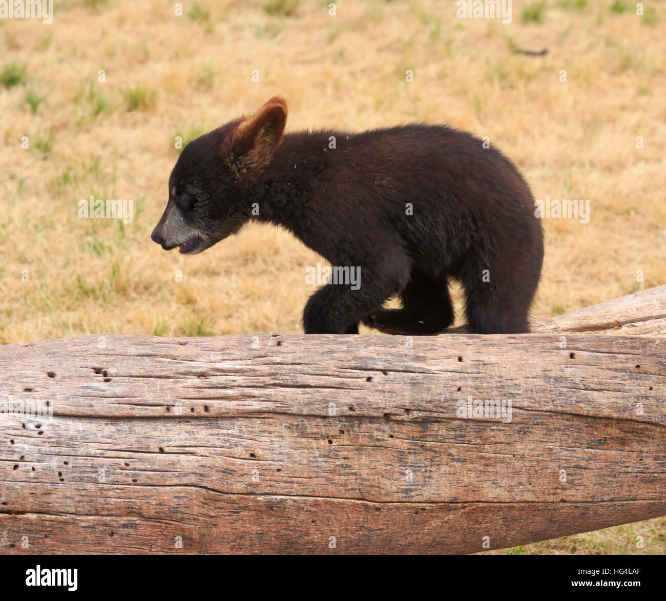Black Bear Cub, Ursus americanus Stockfoto