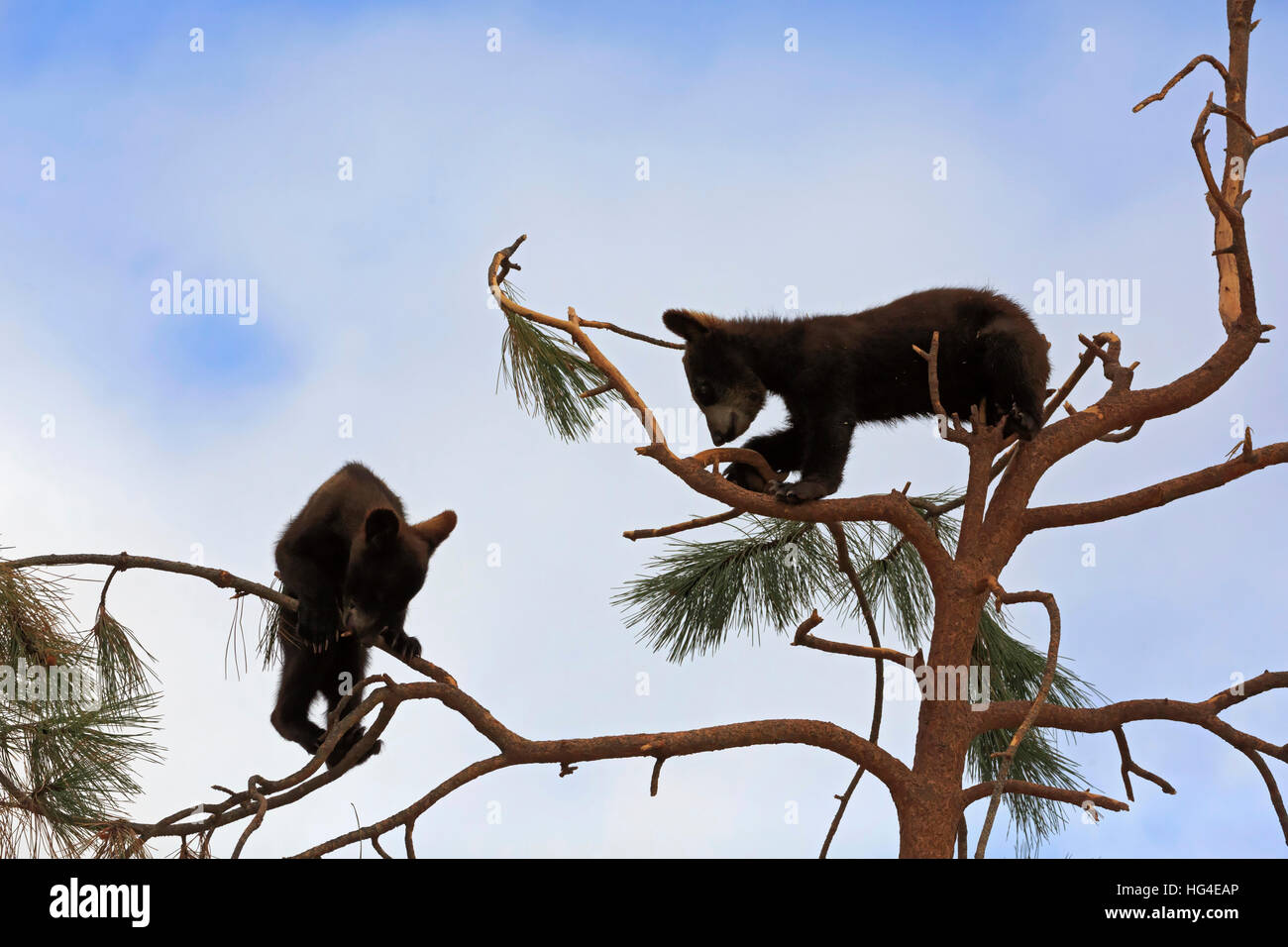 Black Bear Cubs, Ursus americanus Stockfoto