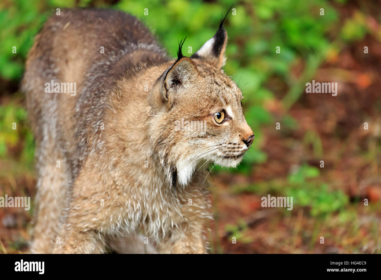 Kanada-Luchs, Lynx canadensis Stockfoto