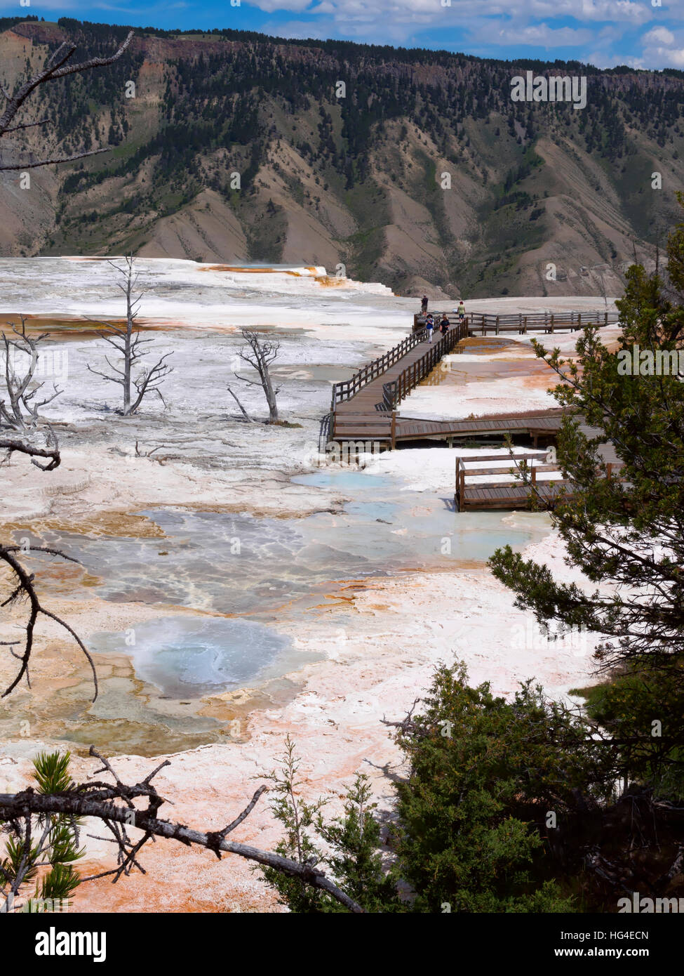 Mammoth Hot Springs, oberen Terrassen, Yellowstone-Nationalpark Stockfoto