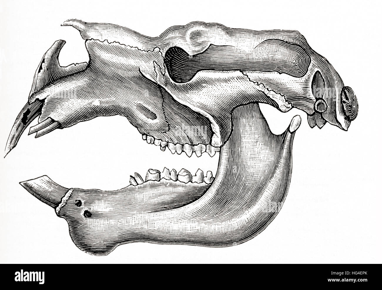 Schädel und Unterkiefer von einem gigantischen ausgestorben Beuteltier, Diprotodon-Australis.  Aus Meyers Lexikon veröffentlicht 1924. Stockfoto