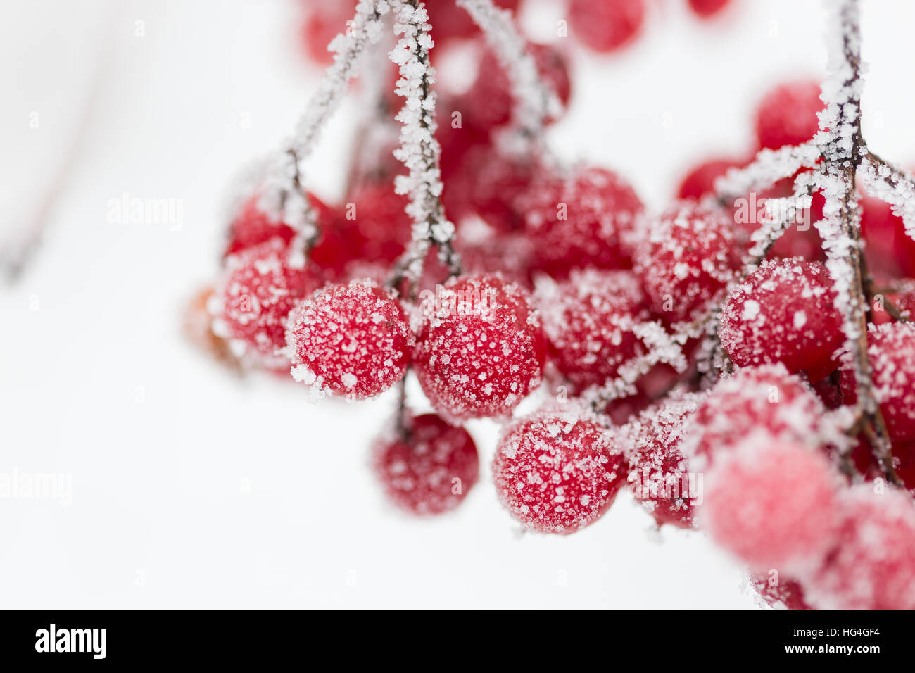 Winter zugefroren Viburnum Nahaufnahme Foto. Stockfoto