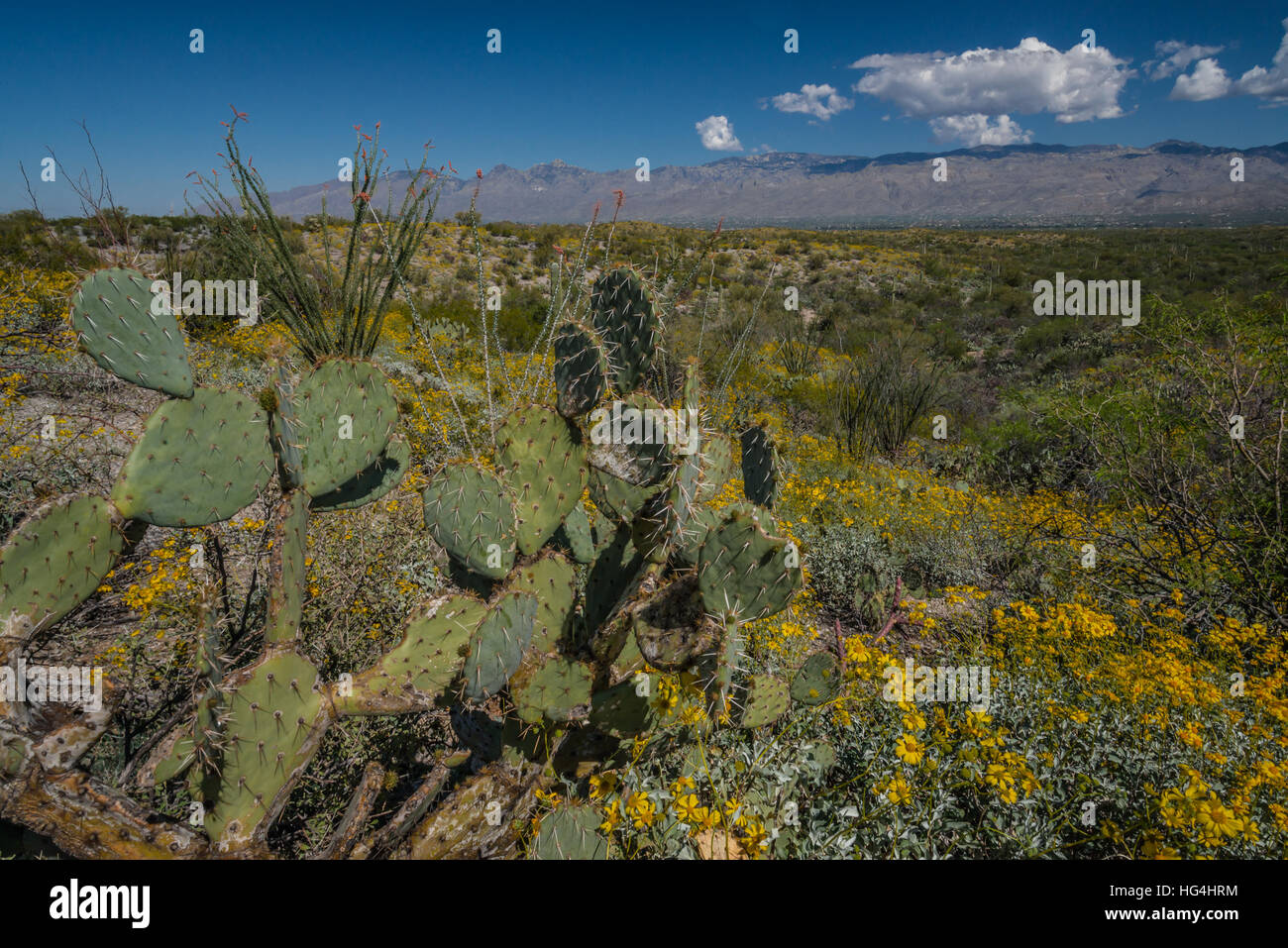 Stachelige Birne Kaktus und Brittlebrush Blumen und Berge im Saguaro-Nationalpark Stockfoto