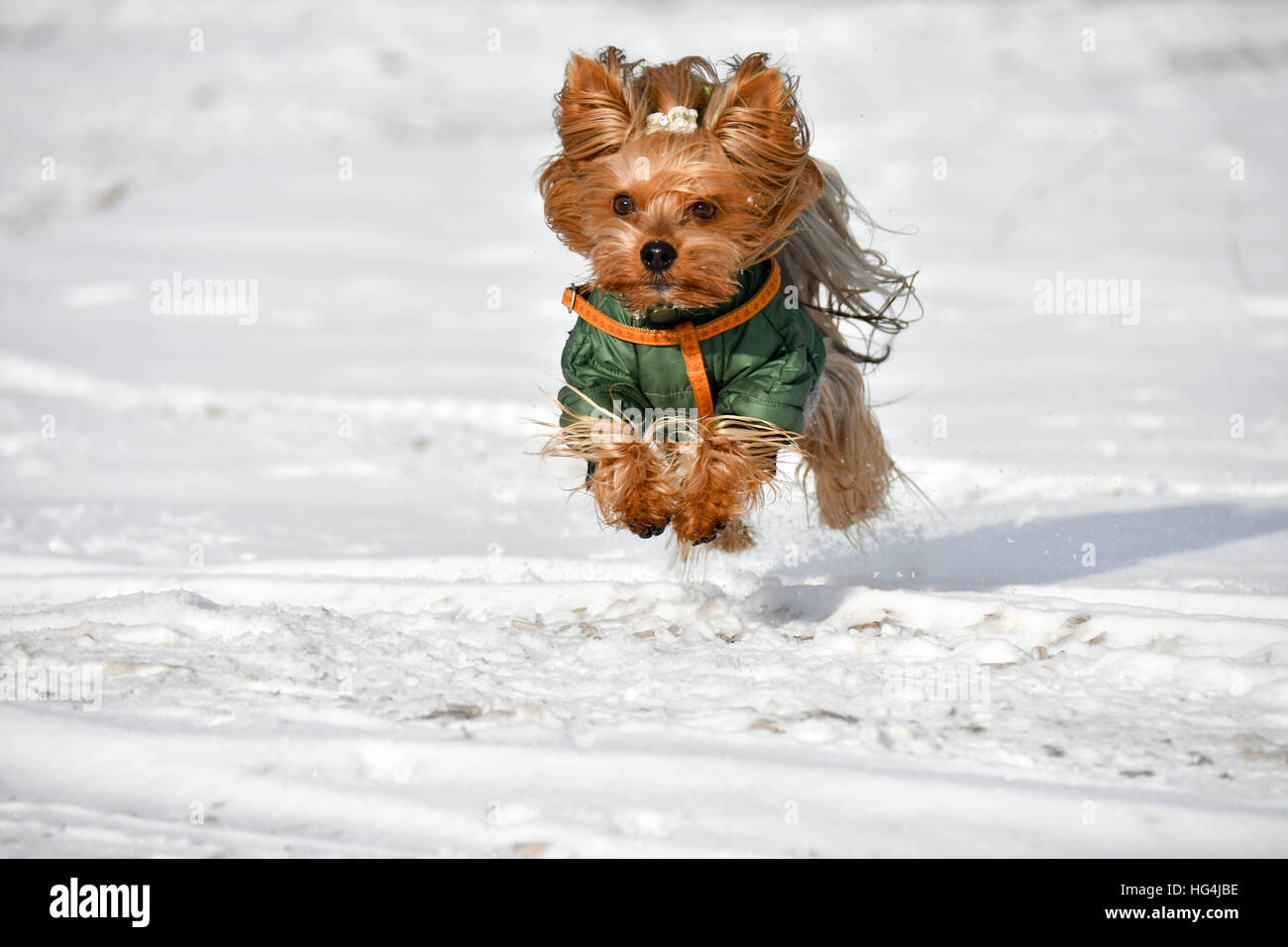 Fliegende Hund Stockfoto