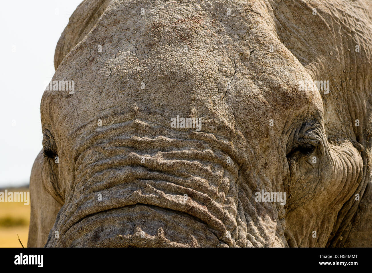 Elephant Eyes Stockfotos Und Bilder Kaufen Alamy