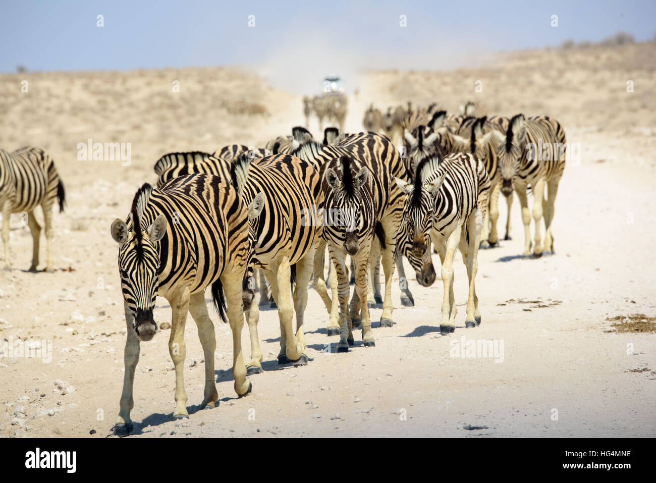 Herde von Zebra nähert sich Stockfoto