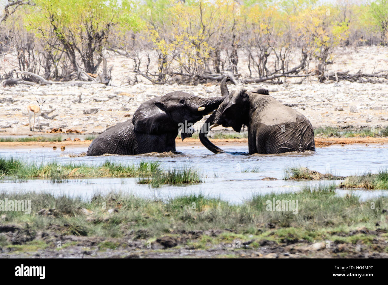 Afrikanische Elefanten spielen kämpfen in das Wasserloch Stockfoto