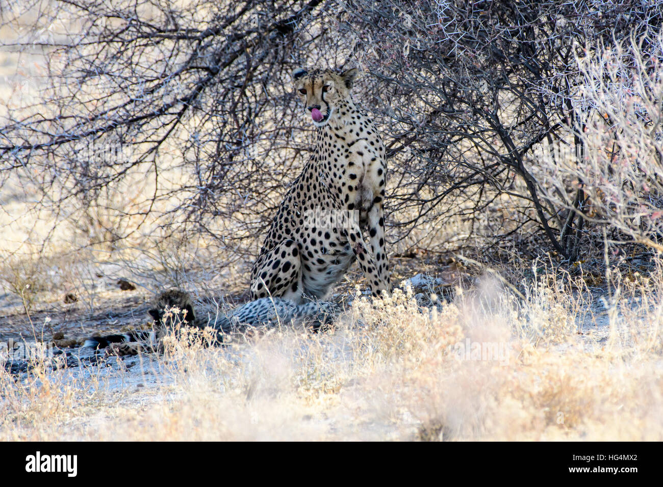 Weibliche Cheetah versteckt in einem Busch Stockfoto