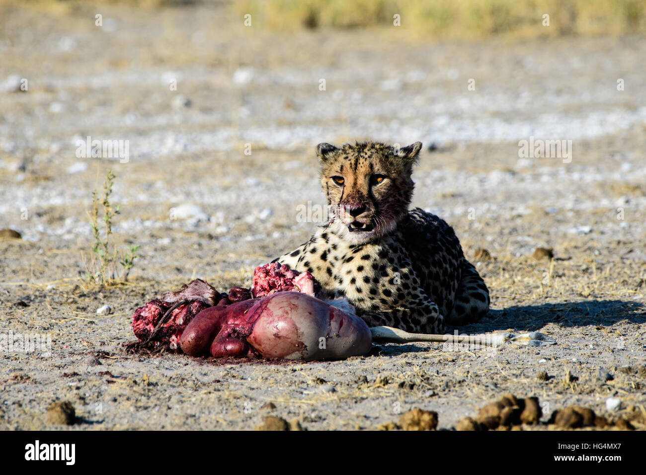 Gepard mit seinen kill Stockfoto