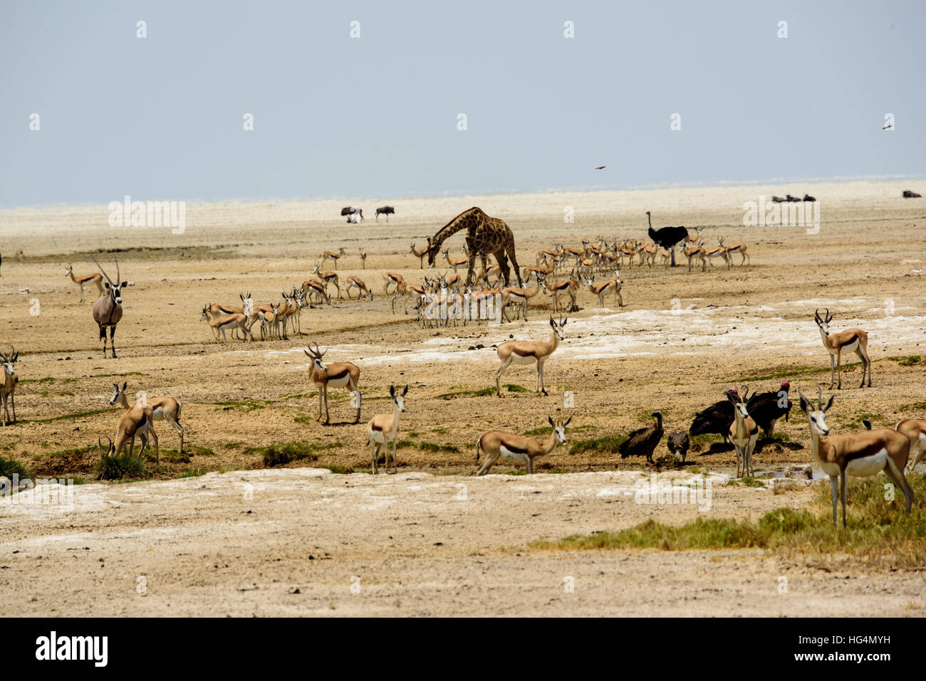 Safari-Tierbeobachtungen Stockfoto