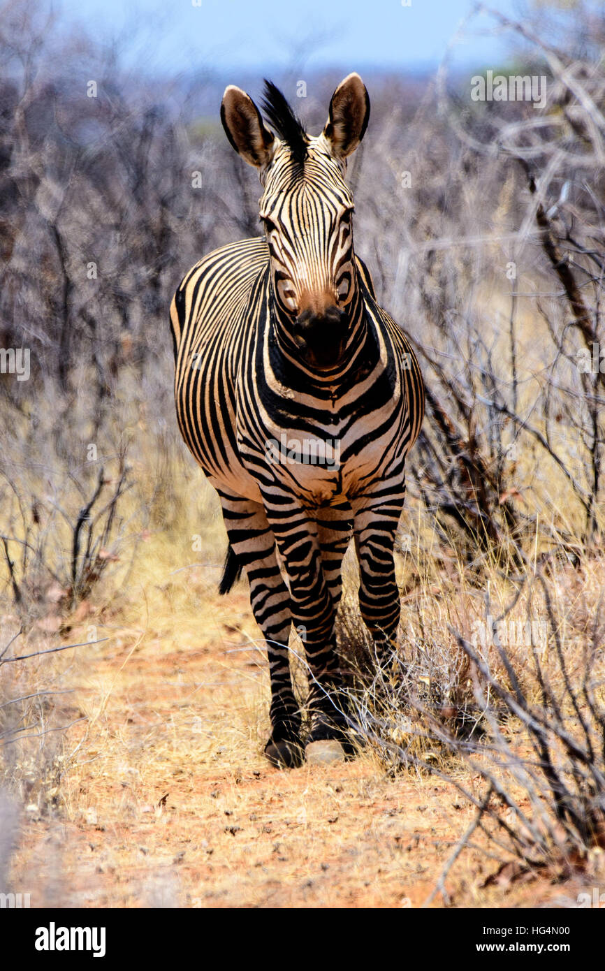 Zebra geradeaus schauen Stockfoto