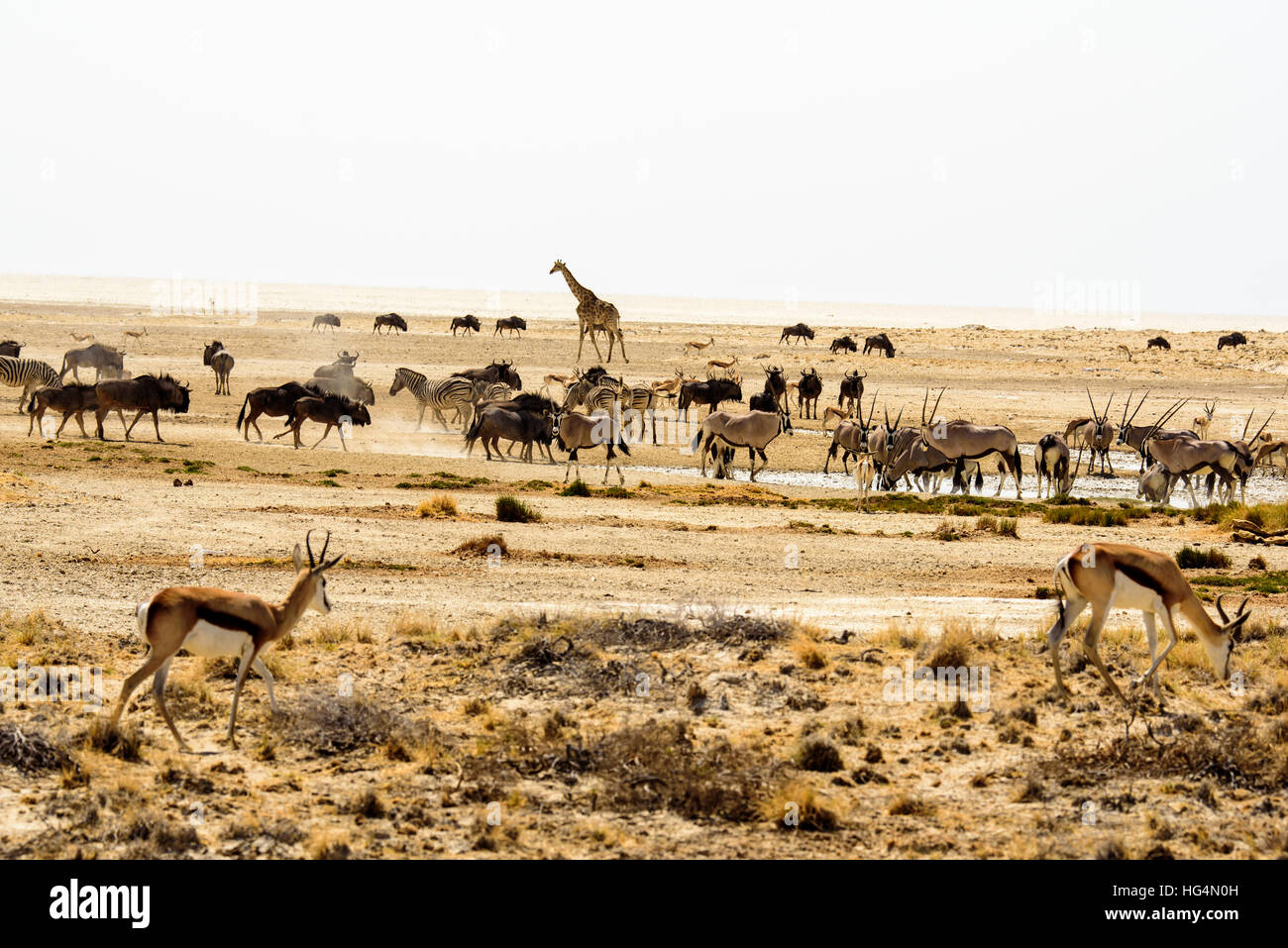 Safari-Landschaft in Etosha Stockfoto