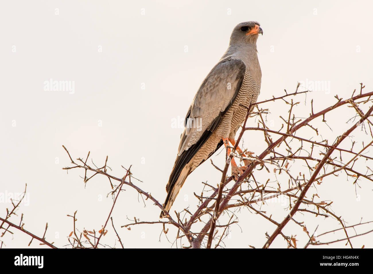 Südlichen blass chanting Goshawk an der Spitze eines Baumes Stockfoto