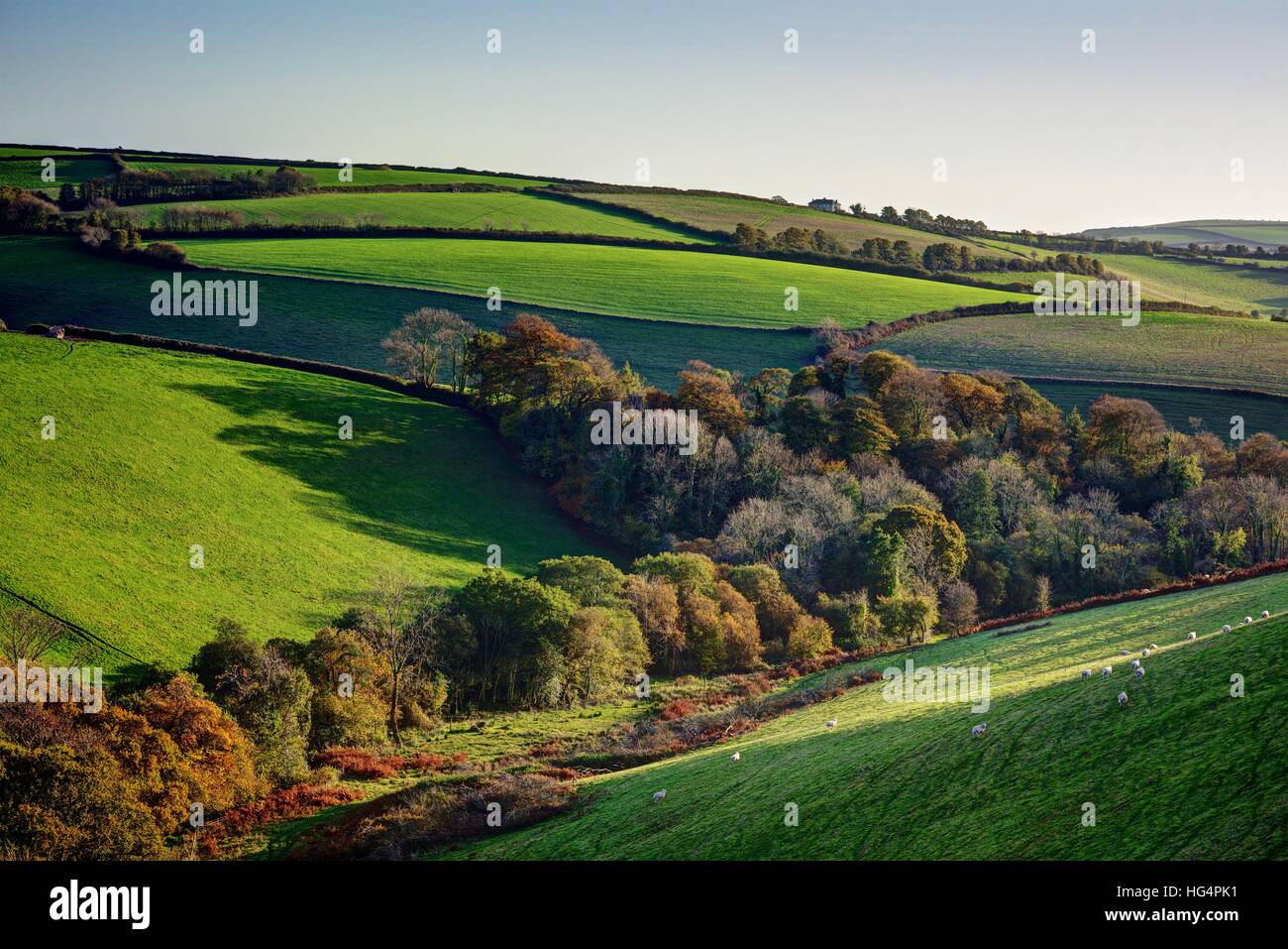 Eine Landschaft zeigt Cornish Ackerland und das Tal von der südöstlichen Küste genommen im Herbst Wald gebadet in der späten Nachmittagssonne. Stockfoto
