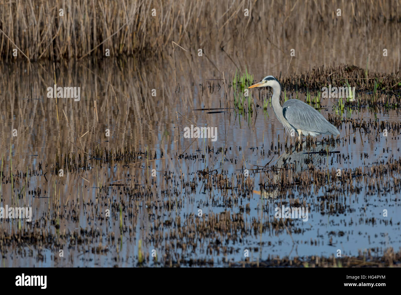 Graue Reiher (Ardea Cinerea) auf der Suche nach Fisch im Sumpf Stockfoto