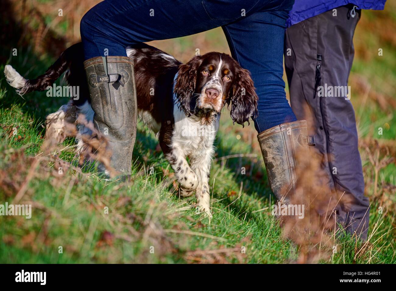 Ein Springer Spaniel Welpe läuft innerhalb und außerhalb der Besitzer Beine während Sie Fuß auf dem grünen Hügel an einem sonnigen Wintertag. Stockfoto