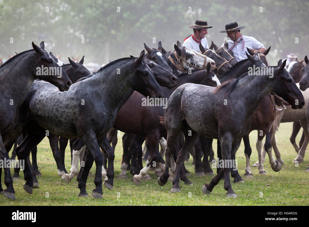 Gaucho-Festival auf den Tag der Tradition, San Antonio de Areco, La Pampa, Argentinien, Südamerika Stockfoto