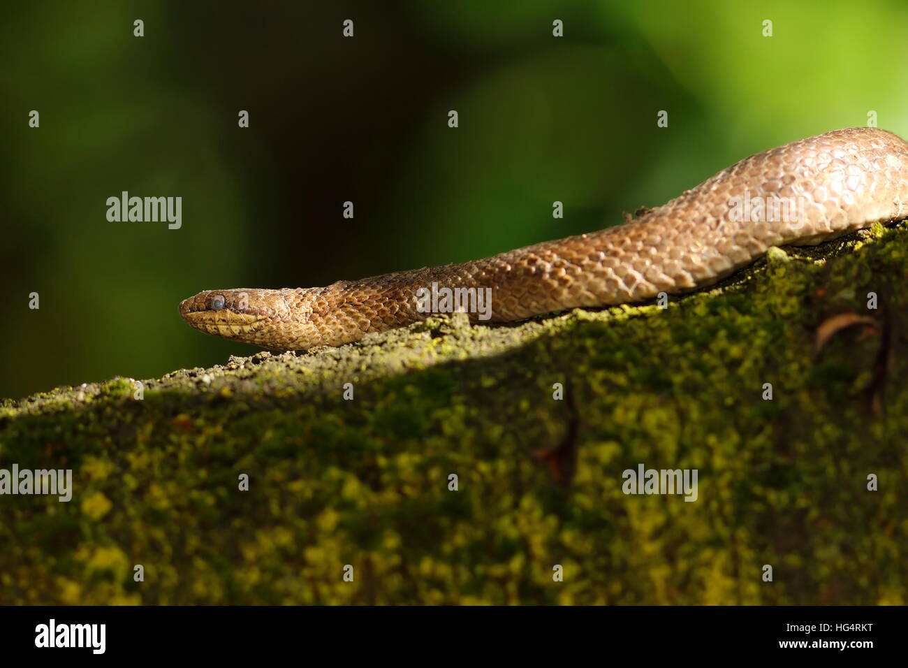 Schlingnatter auf Ast (Coronella Austriaca) Stockfoto