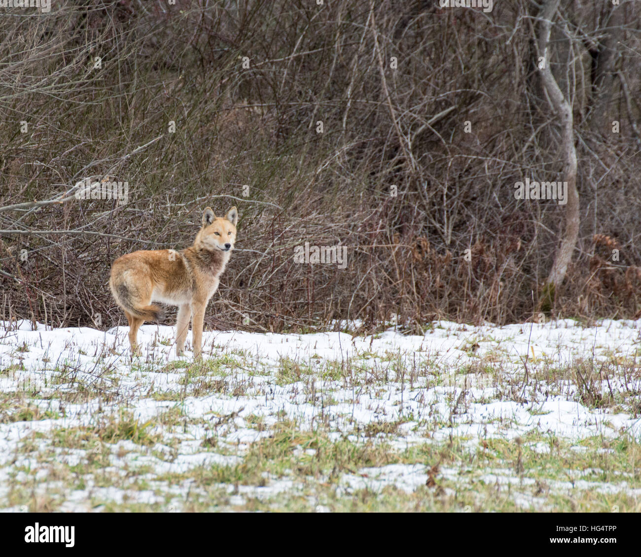 Coyote in einem Dickicht auf der Suche nach der Beute, die entfernt wurde. Stockfoto