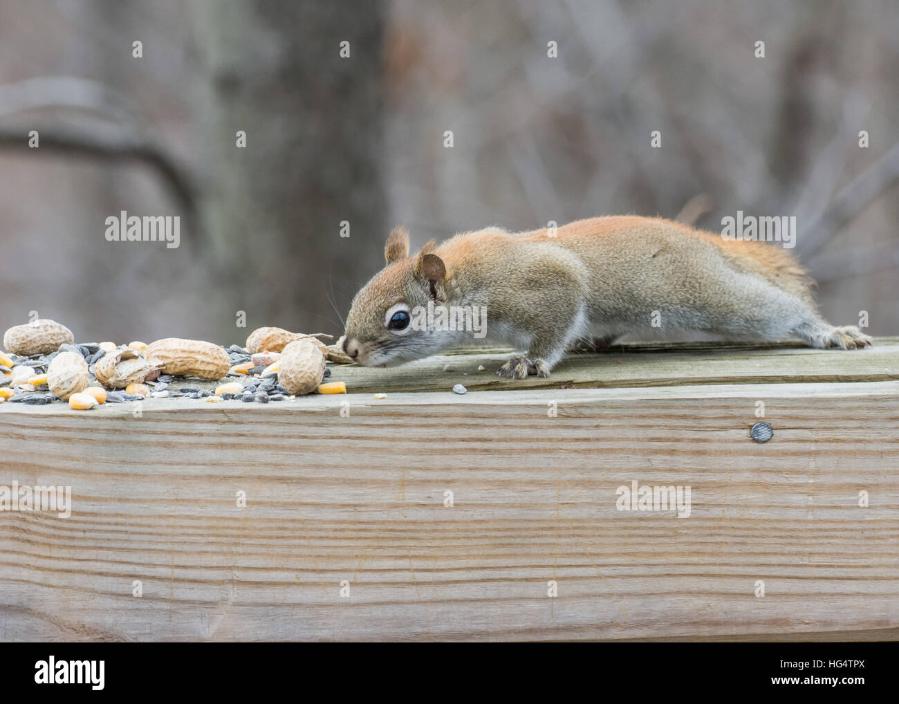 Ein Eichhörnchen Vogelfutter zu betrachten. Stockfoto
