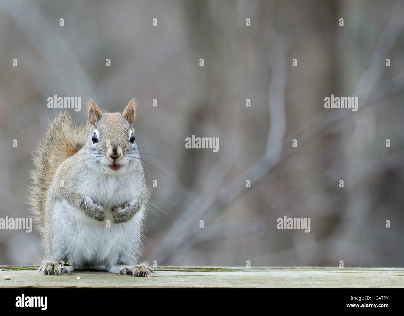 Ein Eichhörnchen thront in einem Holzzaun. Stockfoto