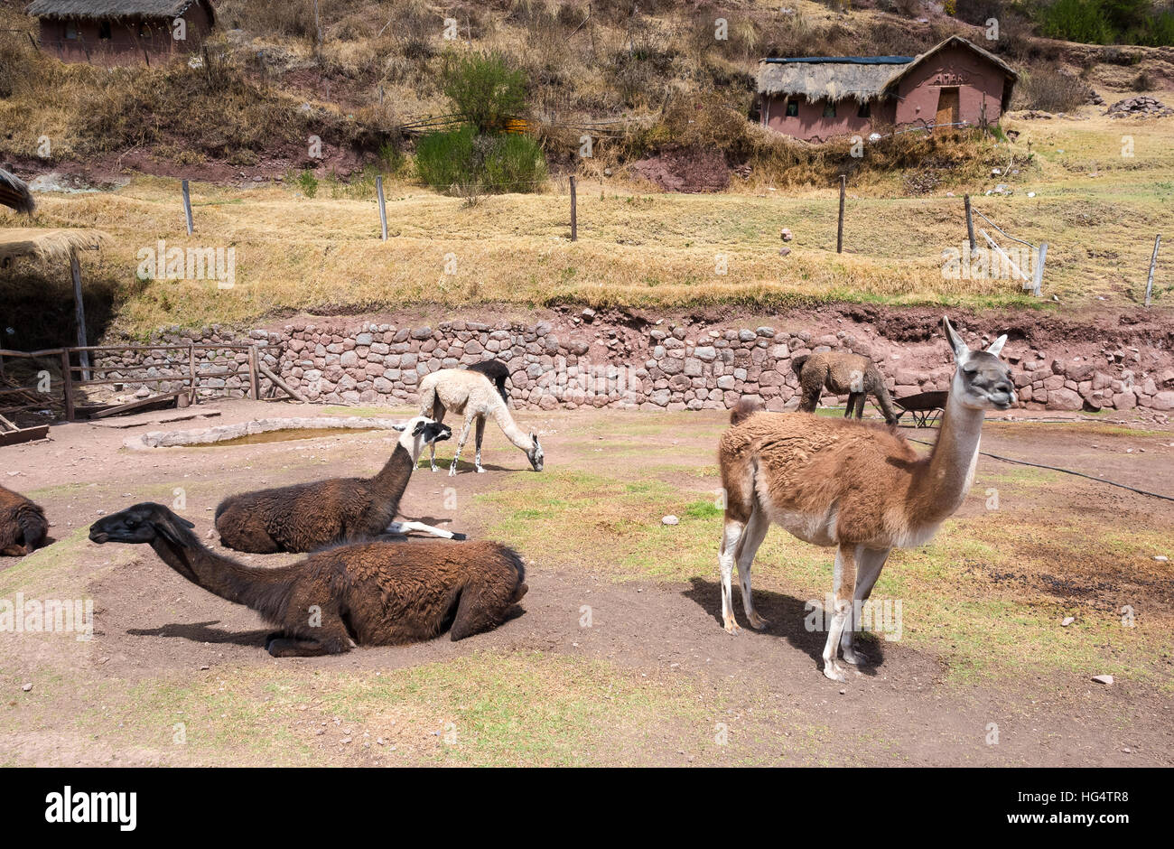 Native peruanischen Tiere Awana Kancha Stockfoto