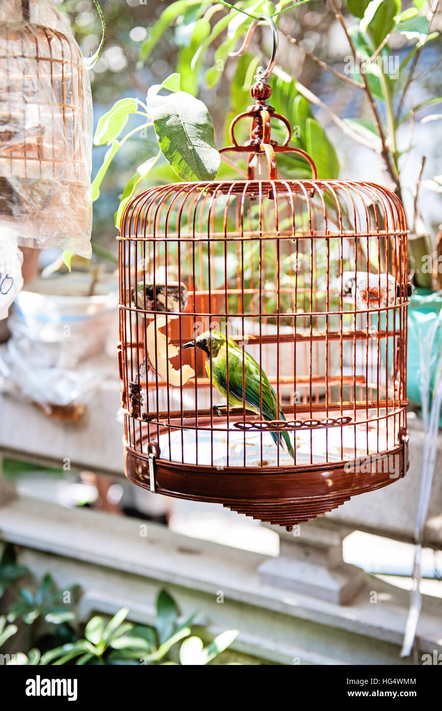 Grüner Vogel im Käfig am Hong Kong Yuen Po Vogel Garten Stockfoto